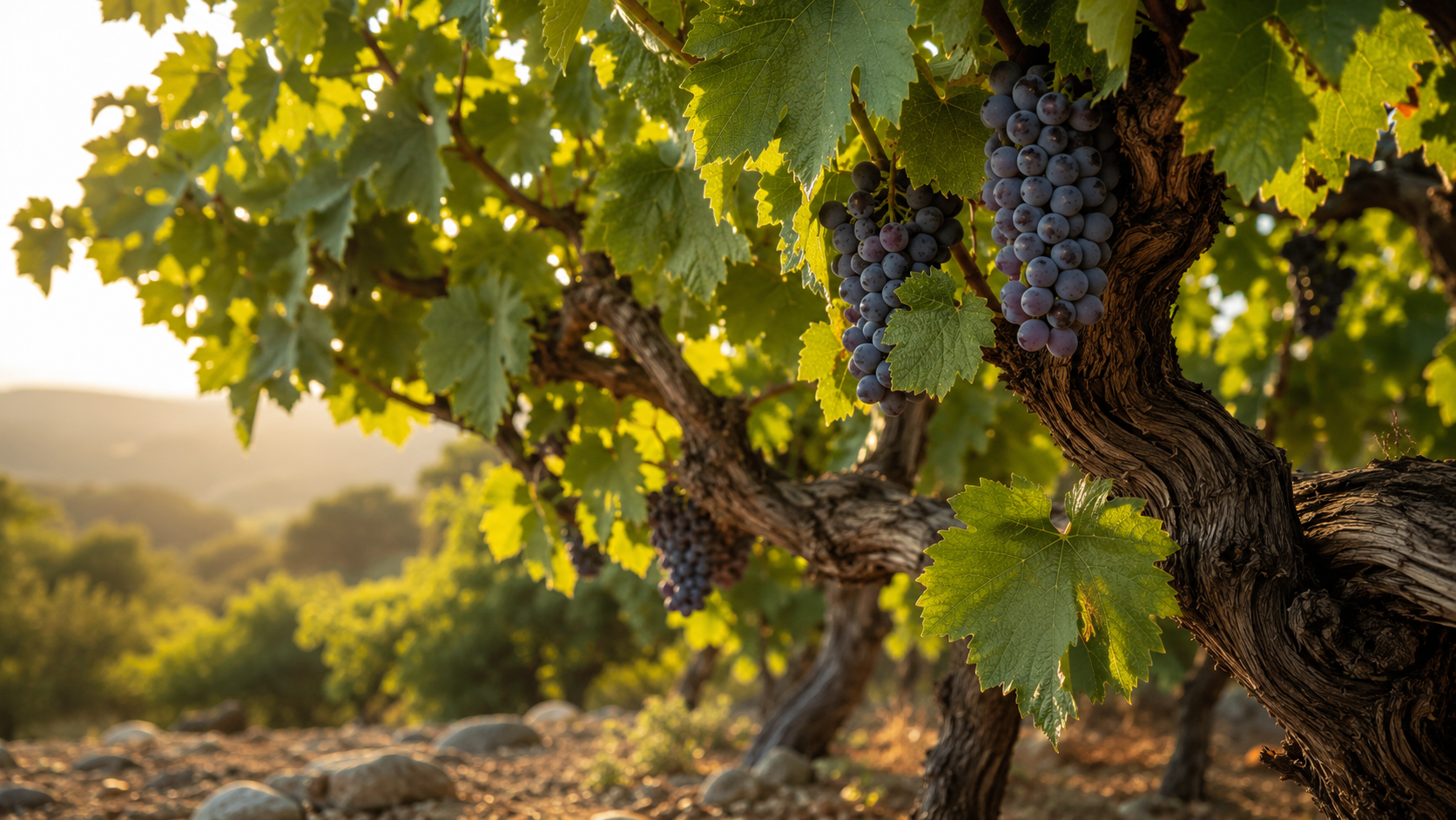 A grapevine heavy with grapes, lit by warm golden evening light