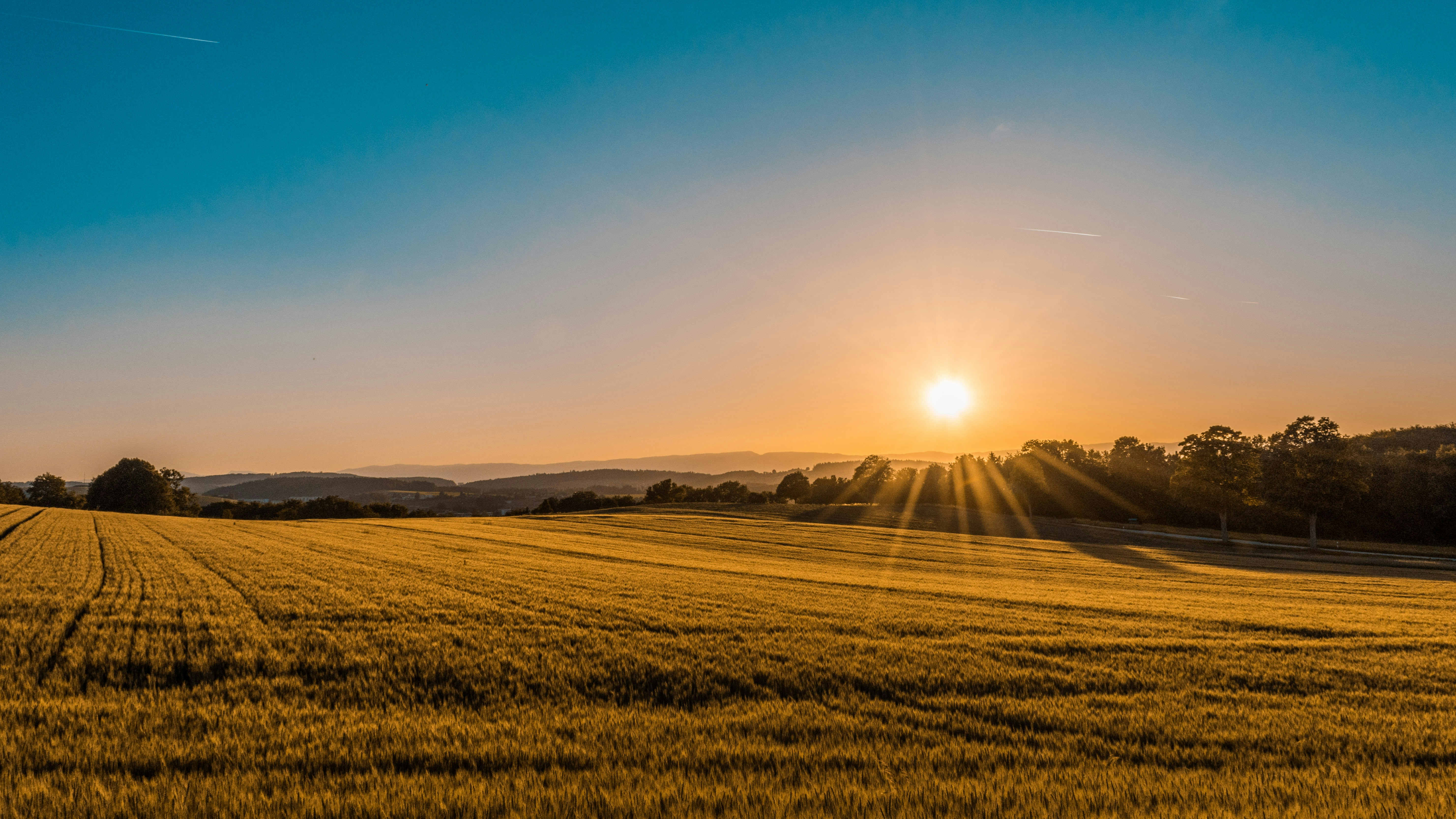 Golden sunrise over an open wheat field, light breaking across the horizon